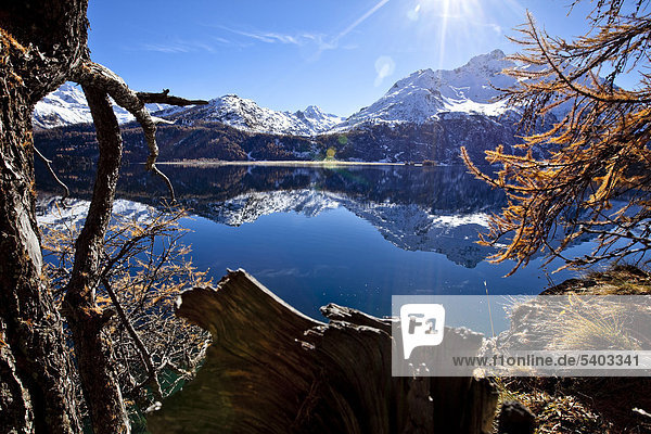 Schweiz  Europa  Engadin  Engadin  Graubünden  Graubünden  Herbst  Silsersee  Wasser  See  Berge  Alpen  alpine  Schnee  Lärche  Baum  blauer Himmel  Sonne  Himmel  Landschaft  alpiner Landschaft