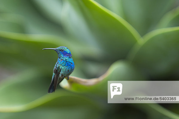 Grün-Veilchenohrkolibri (Colibri thalassinus)  Männchen  Savegre  Costa Rica  Mittelamerika