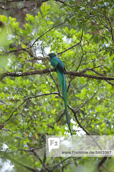 Quetzal (Pharomachrus mocinno)  zentrales Hochland  Costa Rica  Mittelamerika