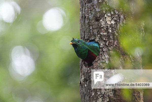 Quetzal (Pharomachrus mocinno)  zentrale Hochebene  Costa Rica  Mittelamerika