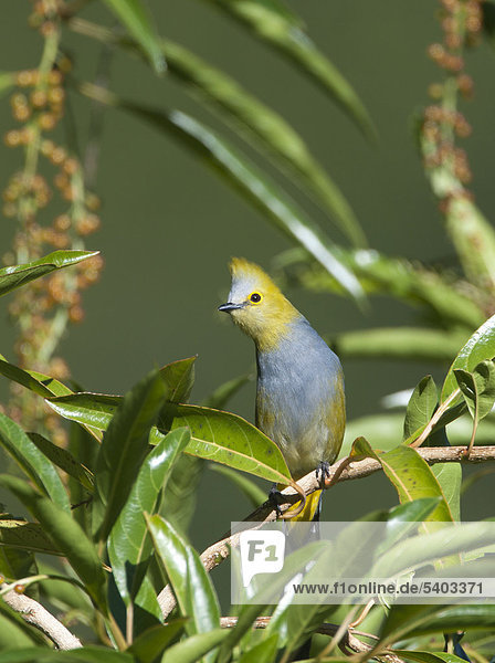 Langschwanz-Seidenschnäpper (Ptilogonys caudatus)  Savegre  Costa Rica  Mittelamerika
