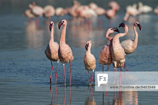 Lesser Flamingos (Phoenicopterus minor) on Lake Nakuru  Kenya  Africa