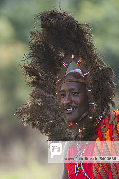 Kitkung Nampaso  a Masai Warrior wearing Ostrich feather headdress as worn during Euonoto ceremonies signifying the final stages of warriorhood  Masai Mara  Kenya  Africa