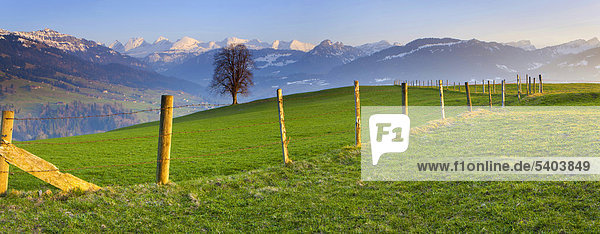 Ennetbühl  Switzerland  Europe  canton St. Gallen  Toggenburg  mountains  Churfirsten  meadow  tree  fence  spring
