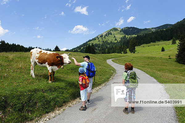 Almkuh und Wanderer auf dem Weg zum Wildalpjoch  im Sudelfeldgebiet  Oberbayern  Bayern  Deutschland  Europa