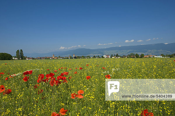 Switzerland  Europe  Vaud  Estavayer-le-Lac  summer  town  city  flower  flowers  agriculture  meadow  scenery  panorama  canton