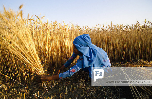 Bauernmädchen erntet Getreide von Hand  Kurukshetra  Haryana  Indien  Asien