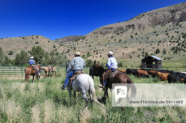 Wilson Ranch  Fossil  Oregon  USA  United States  America  Cattle drive  cowboys  cowboy  horses