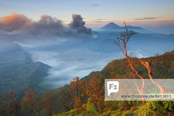 Bromo  Indonesia  Asia  Java  volcanoes  volcanism  geology  crater  volcano  eruption  smoke  fog  wood  forest  trees  morning light