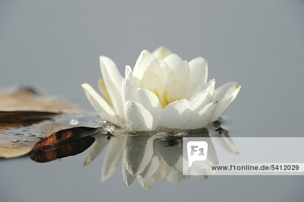 Weiße Seerose (Nymphaea alba)  Nationalpark Donauauen  Österreich  Europa