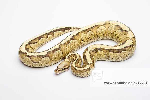 Royal Python (Python regius)  Vanilla Cream  male  Willi Obermayer reptile breeding  Austria