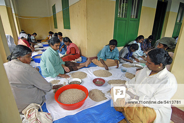 Arbeiterinnen sortieren Pfefferkörner nach Qualität  auf einer Plantage bei Thekkady  Kerala  Südindien  Indien  Asien