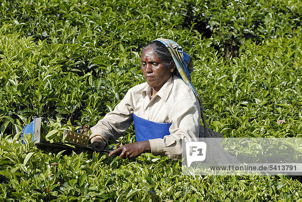 Teepflückerin  TATA-Teeplantage  bei Munnar  Kerala  Südindien  Indien  Asien