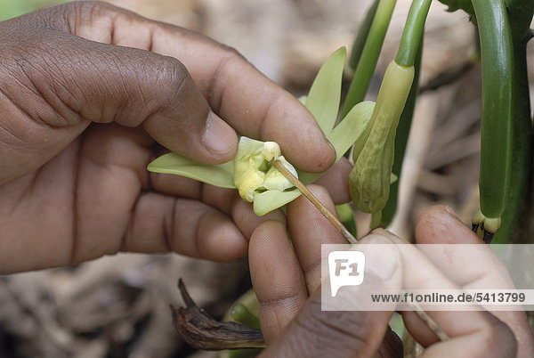 Manuelle Befruchtung einer Vanilleblüte zur Gewinnung von Vanilleschoten  Plantage bei Thekkady  Kerala  Südindien  Indien  Asien
