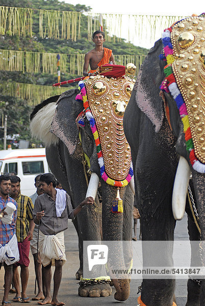Elephants decorated with gold jewellery on the way to the temple  Hindu Pooram festival  Thrissur  Kerala  southern India  Asia