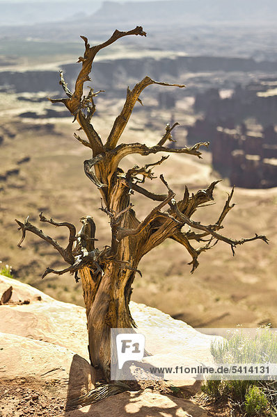 Toter Baum  Grand View Point  Island in the Sky  Canyonlands Nationalpark  Utah  USA