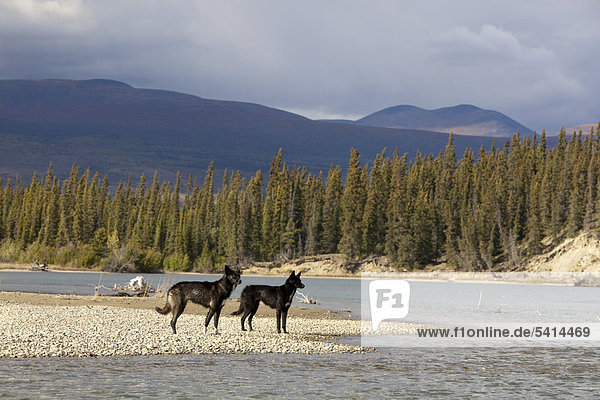 Zwei schwarze Schlittenhunde  Alaskan Huskies  Kiesbank am Fluss Takhini River  Yukon Territory  Kanada