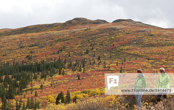 Two women hiking in sub alpine tundra  Indian summer  leaves in fall colours  autumn  near Fish Lake  Yukon Territory  Canada