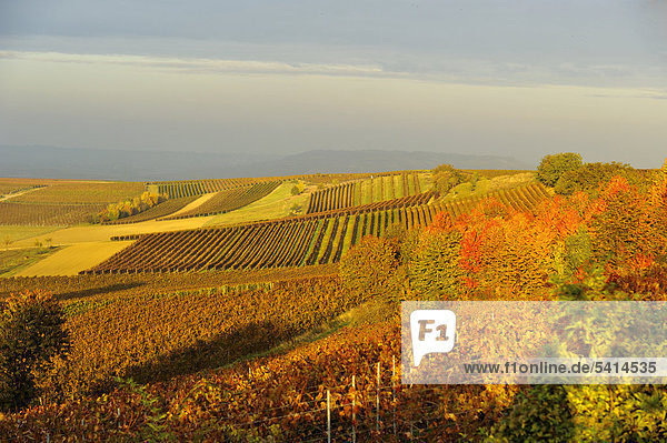 Herbstlicher Weinberg  bei Bad Kreuznach  Rheinland-Pfalz  Deutschland  Europa