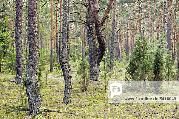 Wald in der Nähe von Roduka  Nationalpark Dzukijos  Litauen  Europa