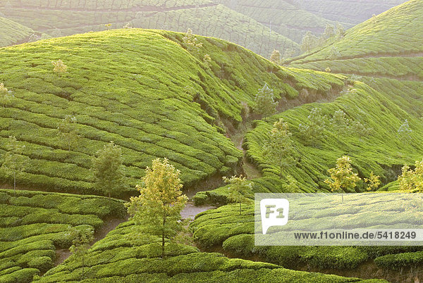 Die Teegärten von Munnar in den Western Ghats  Westghats  Kerala  Indien  Asien