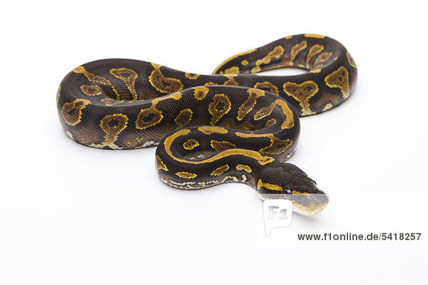 Königspython (Python regius)  Yellow Belly Black Head  Weibchen  Reptilienzucht Markus Theimer  Österreich