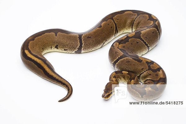Königspython (Python regius)  Super Venom  Weibchen  Reptilienzucht Markus Theimer  Österreich
