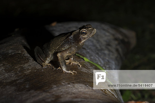 Toad  undefined species  Tambopata  Peru  South America