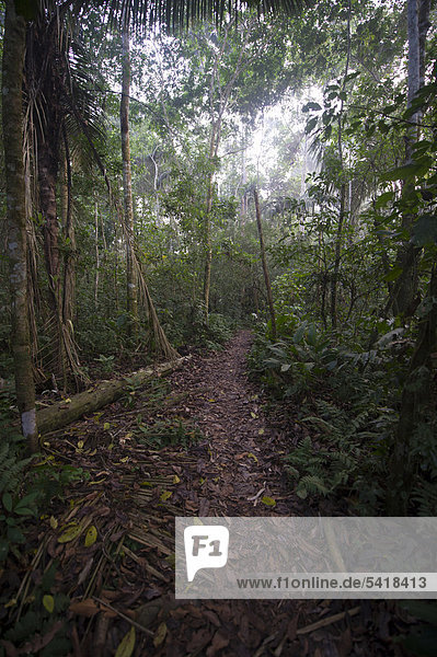 Pfad durch den tropischen Tiefland-Regenwald  Tambopata Research Centre  peruanisches Amazonasgebiet  Peru  Südamerika