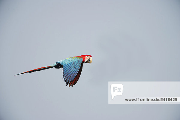 Red and Green Macaw (Ara chloroptera)  Tambopata  Amazon Rainforest  Peru  South America
