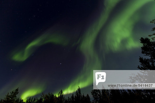 Waberndes Nordlicht  nördliches Polarlicht  Aurora Borealis  grün  in der Nähe von Whitehorse  Yukon Territorium  Kanada