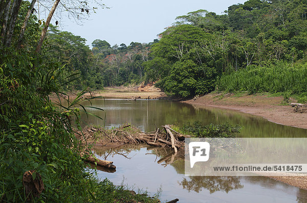 Backwater of the Tambopata River in Amazon Rainforest  Tambopata  Amazon  Peru  South America