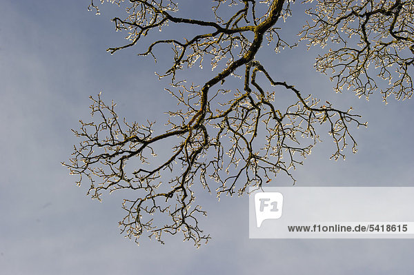 Eiche (Quercus) mit Raureif bedeckt  Winter  Dumfries  Schottland  Großbritannien  Europa