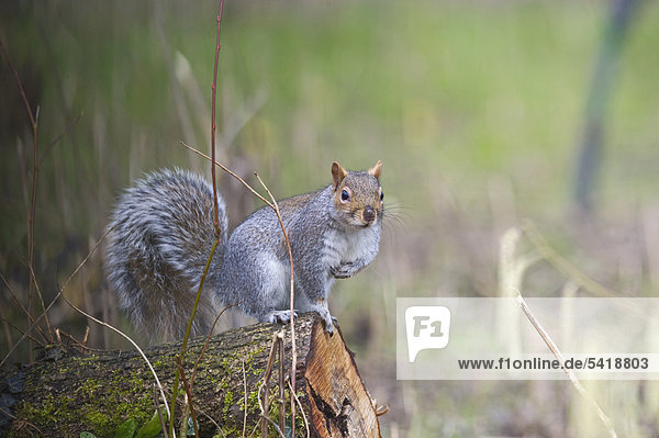 Eastern gray squirrel  or grey squirrel (Sciurus carolinensis)  Norfolk  England  United Kingdom  Europe