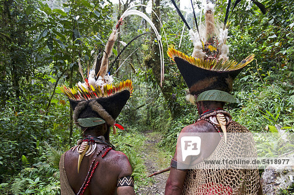 Huli Wigmen with Blyth's Hornbill bills as necklace decoration  Tari  Southern Highlands  Papua New Guinea  Oceania