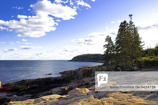 Coastline in the Acadia National Park  Maine  New England  USA