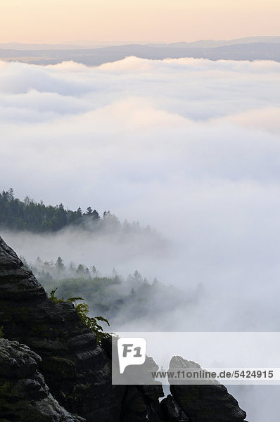 Fog above the Elbe river in the Elbe Sandstone Mountains  Saxony  Germany  Europe