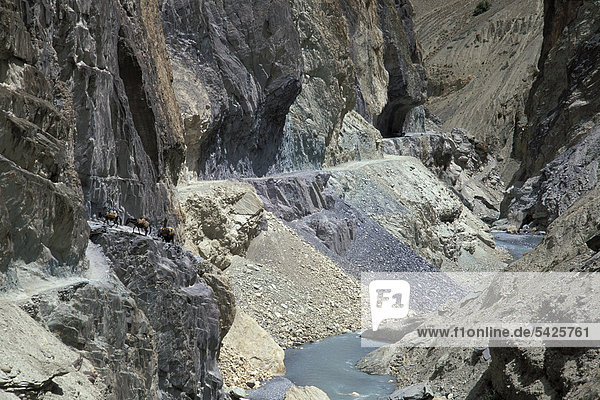 Lastesel  Canyon bei Wanla  Zanskar  Ladakh  indischer Himalaya  Jammu und Kaschmir  Nordindien  Indien  Asien