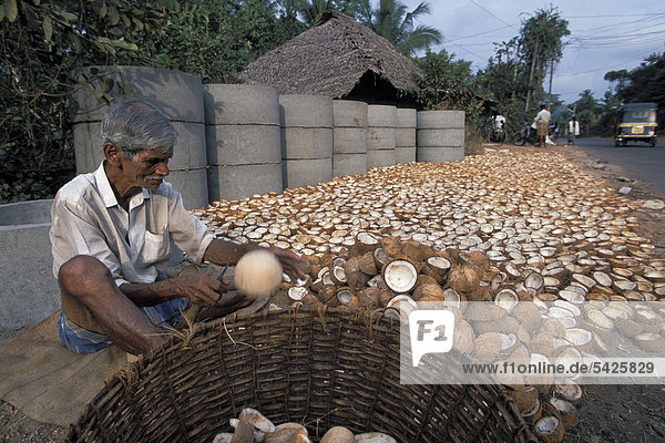 Mann schält Fruchtfleisch aus Kokosnüssen  Trivandrum oder Thiruvanathapuram  Kerala  Südindien  Indien  Asien