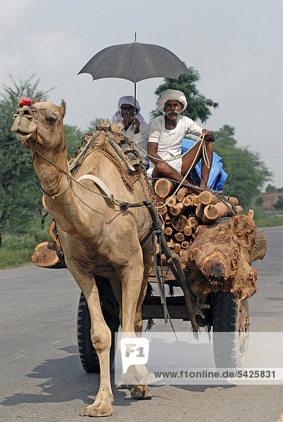 Männer mit Sonnenschirm auf Kamelkarren  Landstraße bei Dholpur  Rajasthan  Indien  Asien