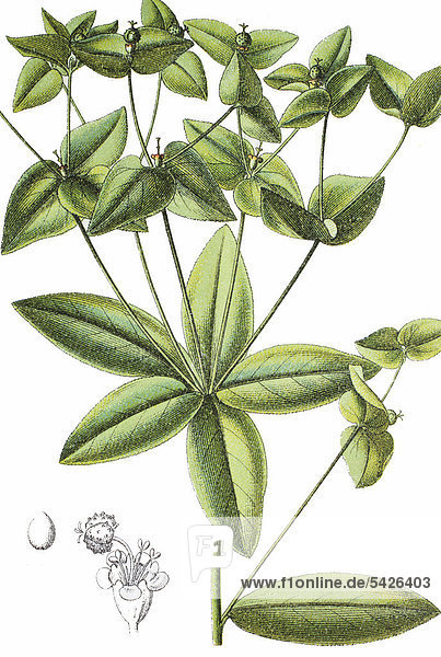 Süße Wolfsmilch (Euphorbia dulcis)  Heil- und Nutzpflanze  Chromolithographe  1881