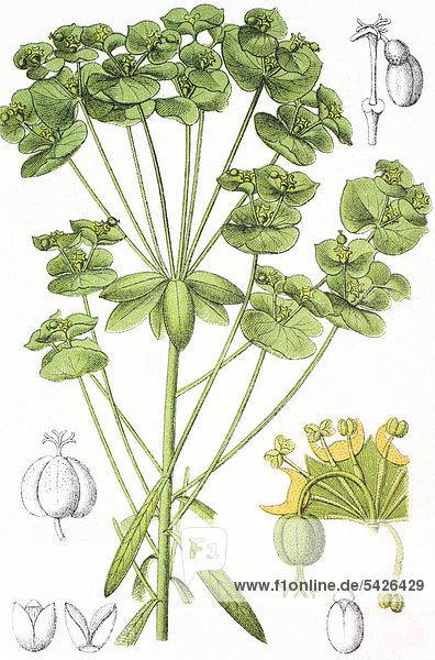 Süße Wolfsmilch (Euphorbia dulcis)  Heil- und Nutzpflanze  Chromolithographe  1881