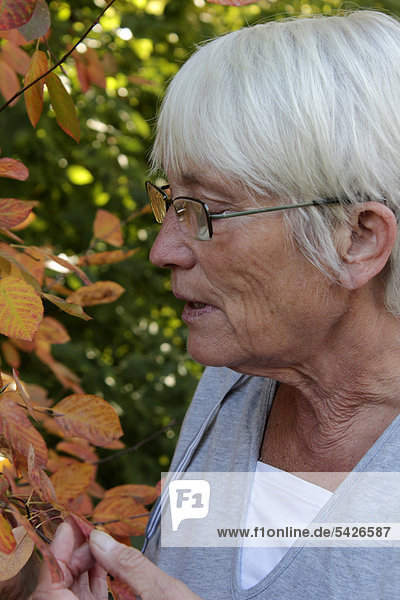 Elderly woman  senior citizen  looking at a bush
