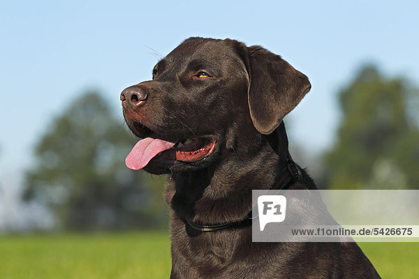 Brauner Labrador Retriever (Canis lupus familiaris)  Rüde  Portrait