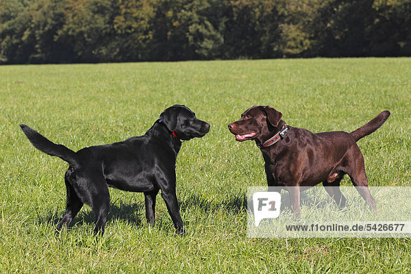 Schwarzer und brauner Labrador Retriever (Canis lupus familiaris)  zwei Rüden stehen sich gegenüber