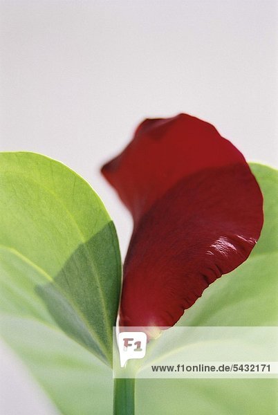 grünes und rotes Blatt einer Pflanze von unten fotografiert