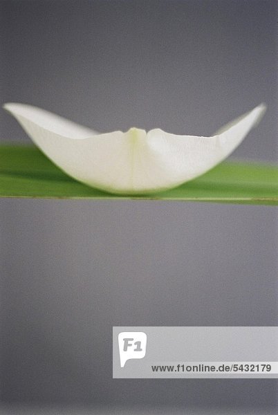 ein weißes Blütenblatt balanciert auf einem grünen Blatt