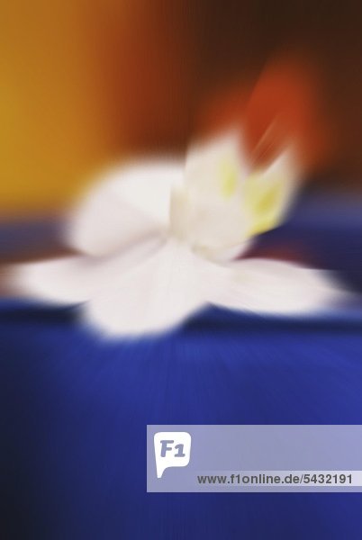 weiße Blüte liegt auf blauem Grund - unscharfe Fotografie