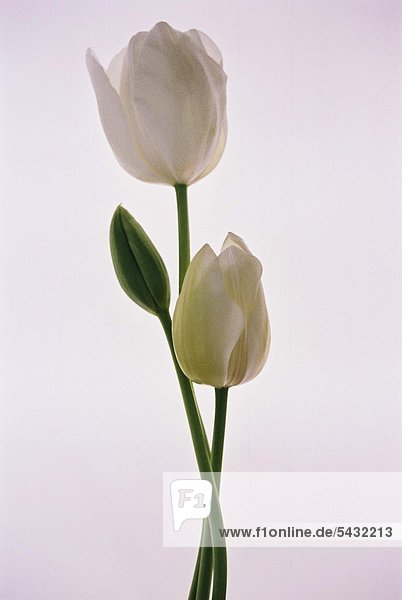 zwei weiße Tulpen und eine Tulpenknospe vor weißem Hintergrund