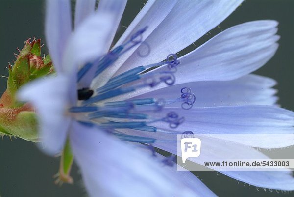 Wegwarte - eine Blüte Nah-Detail vor blauem Hintergrund - gewöhnliche Wegwarte - Cichorium intybus L. Gattung der Korbblütlergewächse - Blätter und Wurzel werden bei Appetitlosigkeit und Verdauungsbeschwerden verwendet - Die Pflanze enthält Bitterstoffe - Die Wurzel ist reich an Kohlenhydraten ( Inulin ) - Blauwarte - Heilpflanze - Blüten - blau - medizinische Verwendung - Wild chicora - medicinal plant - herb - medicinal use - Cichorium intybus - Cicoria selvatica